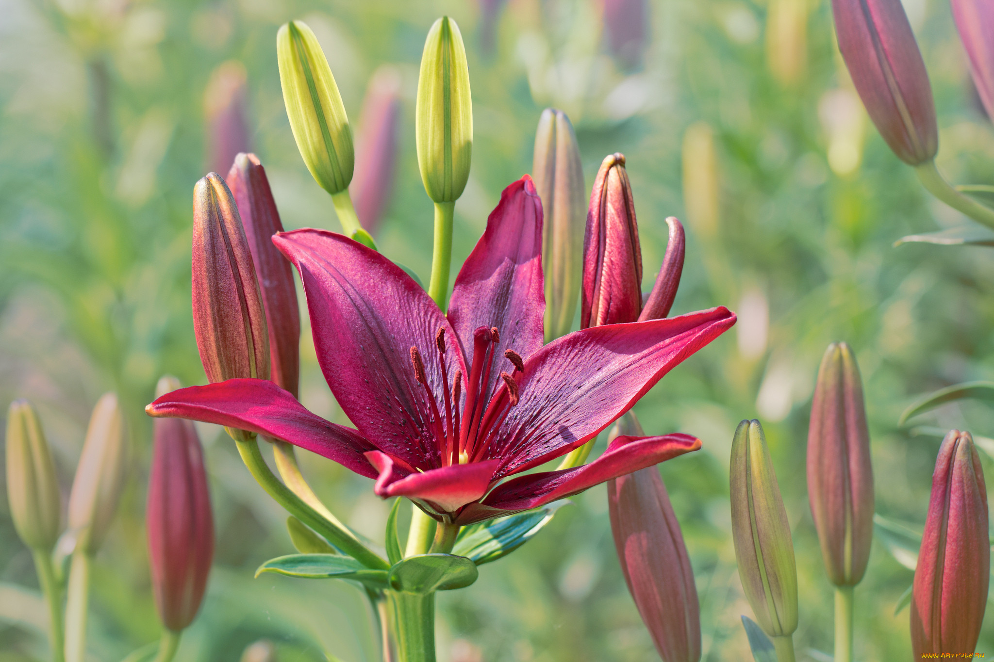 , ,  , petals, , bloom, , lily
